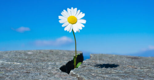 Margherita che cresce da una crepa nella roccia sotto un cielo azzurro, simbolo di resilienza e forza